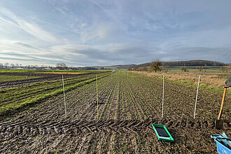 Abb. 6: Saatgutbeimpfungsversuch im Langzeitfeldversuch des Instituts für Zuckerrübenforschung in Harste im Dezember. Foto: Dr. Andrea Braun-Kiewnick