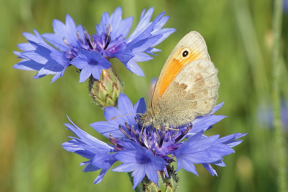 
	Kornblume als Nektarquelle für Insekten, hier mit der Tagfalterart Kleines Wiesenvögelchen. © J. Hoffmann

