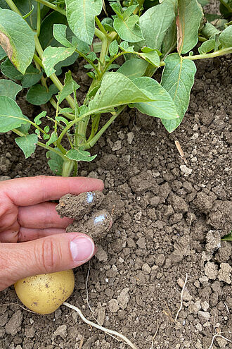 Das Vektorinsekt Schilfglasflügel vollzieht seinen kompletten Lebenszyklus an Kartoffel, hier die Eigelege der Zikade. © E. Therhaag/JKI