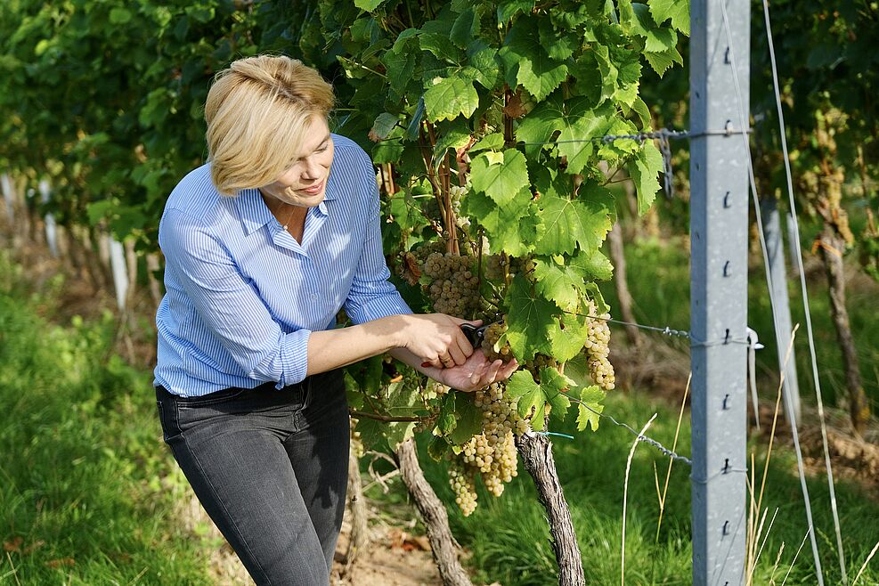 
	Bundeslandwirtschadtsministerin Klöckner zum Leseauftakt von Calardis Blanc © BMEL
