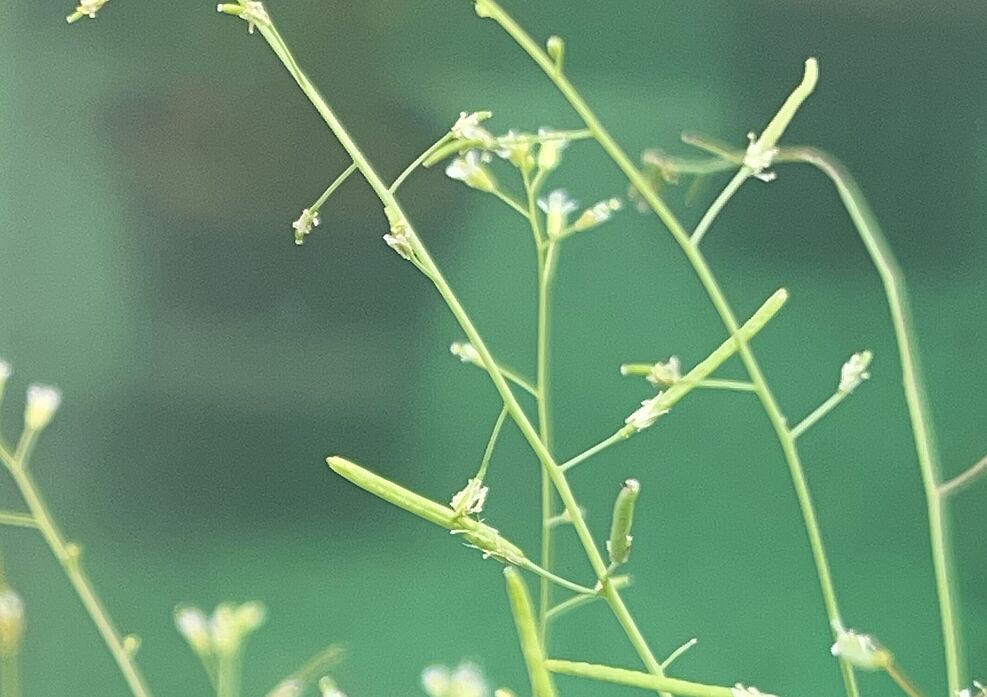 
	Arabidopsis-Pflanze als Modellorganismus.
