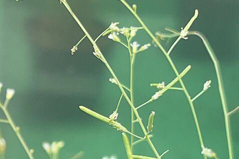 Arabidopsis-Pflanze als Modellorganismus.