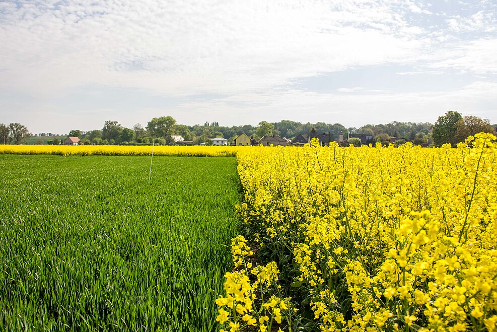 
	Beim Streifenanbau von Raps und Weizen wurden Insekten und Vögel erfasst und mit angrenzenden Reinkulturen verglichen. ©J. Kaufmann/JKI
