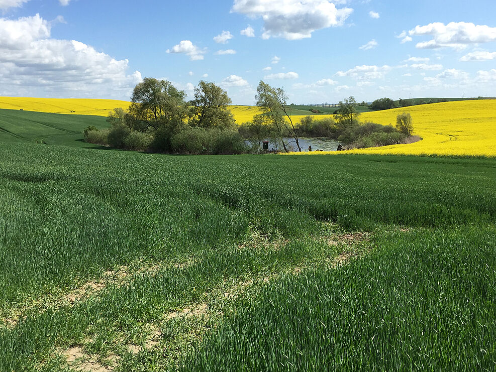 
	Kleines Standgewässer der Agrarlandschaft mit blühendem Rapsfeld.© S. Lorenz/JKI
