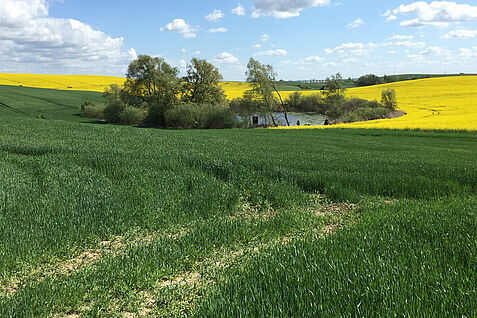 Kleines Standgewässer der Agrarlandschaft mit blühendem Rapsfeld.© S. Lorenz/JKI