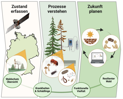 Strategiegrafik des JKI-Waldschutzinstitutes.