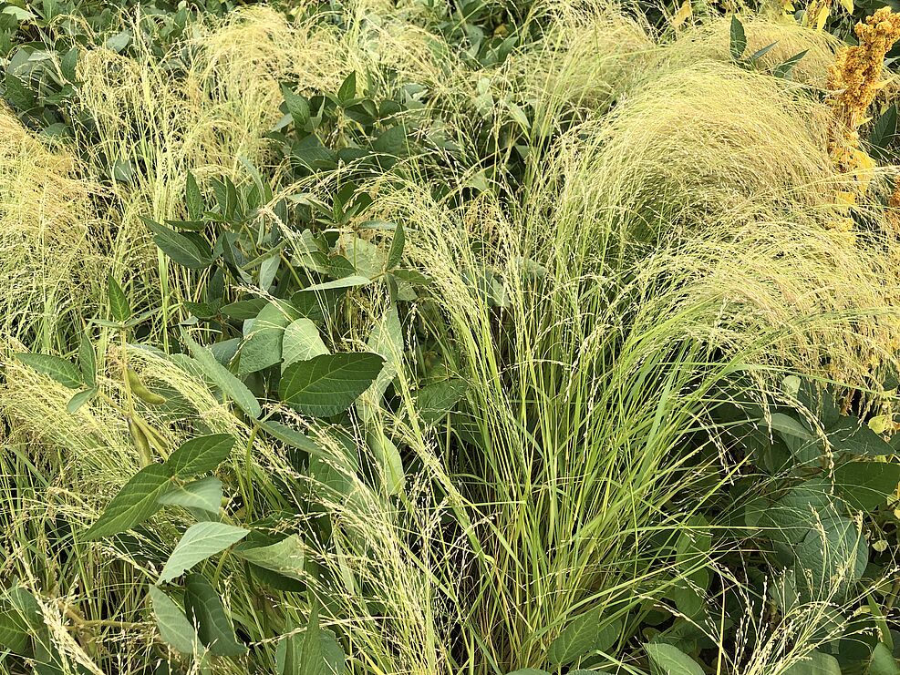 
	Zwerghirse Teff, Prüfung auf Eignung im Mixanbau mit Soja. © S. Hahn/JKI
