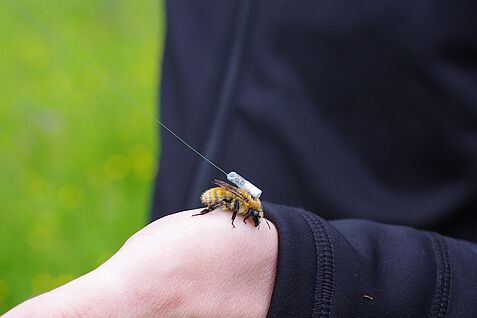 Mit Mini-Peilsender ausgestsattete Mooshummel (Bombus muscorum) © H. Greil/JKI