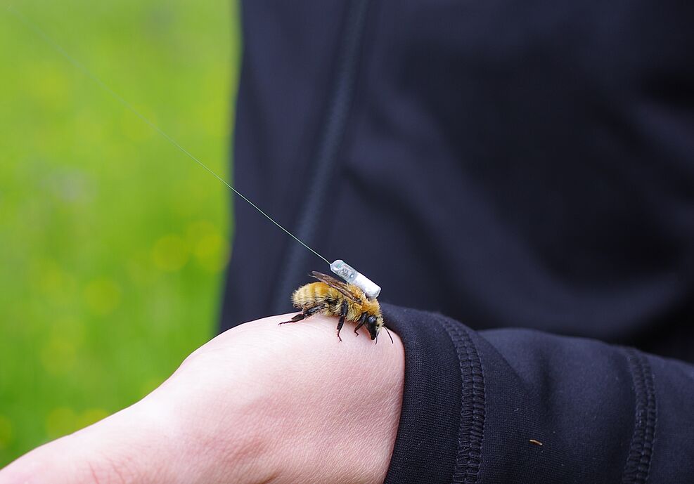 
	Mit Mini-Peilsender ausgestsattete Mooshummel (Bombus muscorum) © H. Greil/JKI
