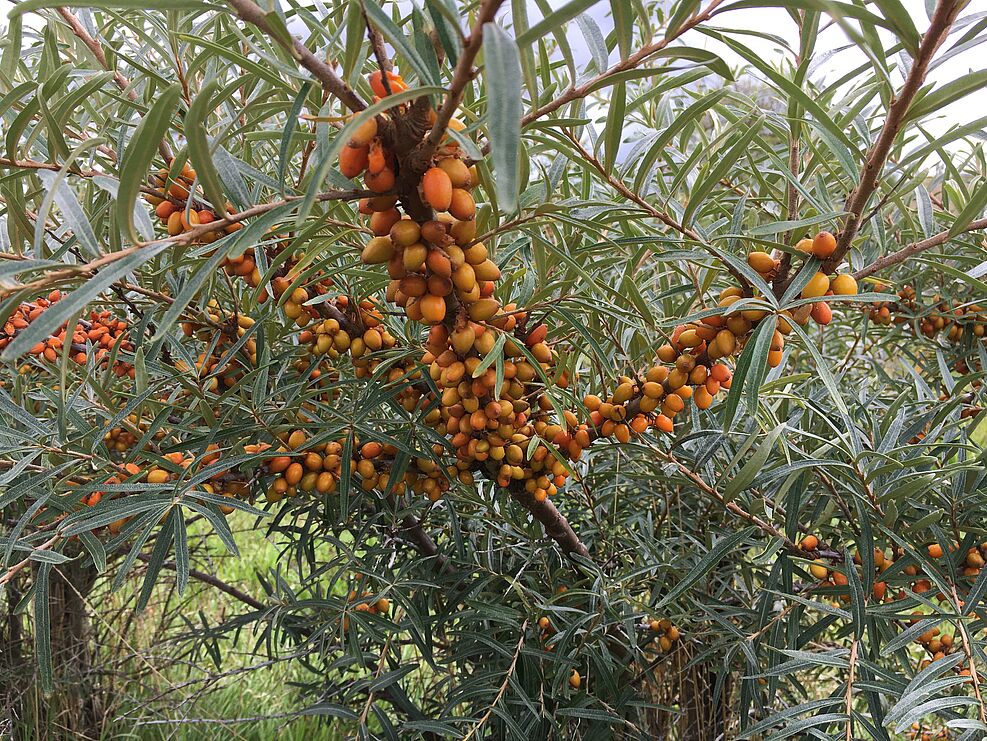 
	Beeren einer gesunden Sanddornpflanze. ©Popp/JKI
