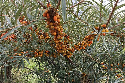 Beeren einer gesunden Sanddornpflanze. ©Popp/JKI