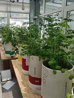 Bodensäulenversuch mit Korianderpflanzen, die mit unbehandeltem oder behandeltem Abwasser bewässert wurden . © Benjamin Heyde, Justus Liebig University Giessen