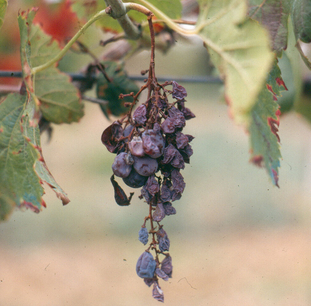 Die Infektion mit Flavescence dorée führt zum Absterben von Rebstöcken,hier die ungenießbare Traube einer befallenen Pflanze. © M. Maixner/JKI