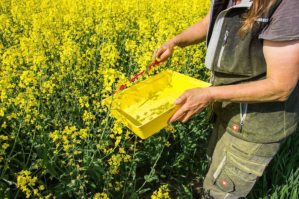 
	Monitoring zum Befall mit Schadinsekten mit Fangschale im Raps im Rahmen des Streifenanbauprojekts.©J. Kaufmann/JKI
