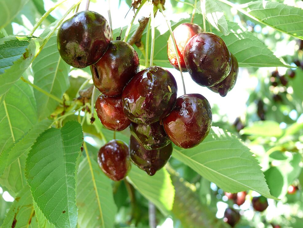 
	Ungenießbare Kirschen aufgrund des Befalls mit Kirschessigfliege (Drosophila suzukii)
