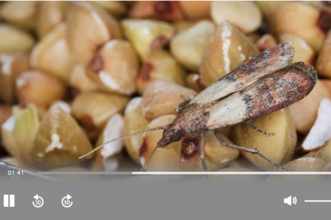Screenshot - Lebensmittelmotte auf Buchweizen.