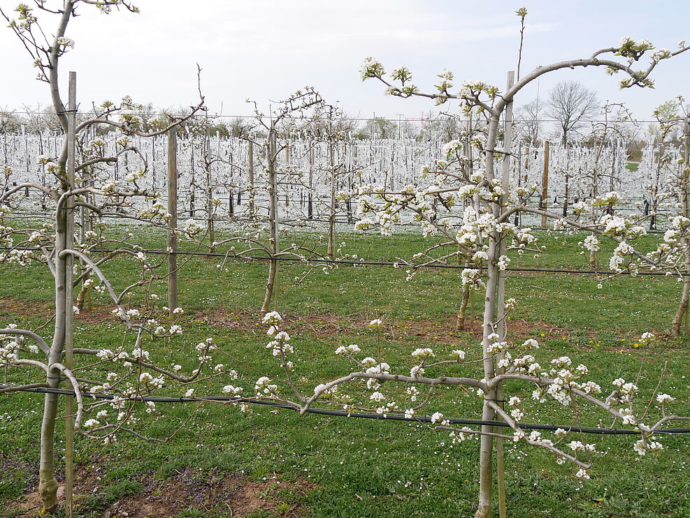 
	Mehrere Faktoren beeinflussen die Entscheidung, ob beregnet wird oder nicht. Hier sind im Vordergrund Birnen der Sorte Williams in Vollblüte; an diesem Standort ist jedoch keine Beregnungsanlage verfügbar.  ©Jelkmann/JKI
