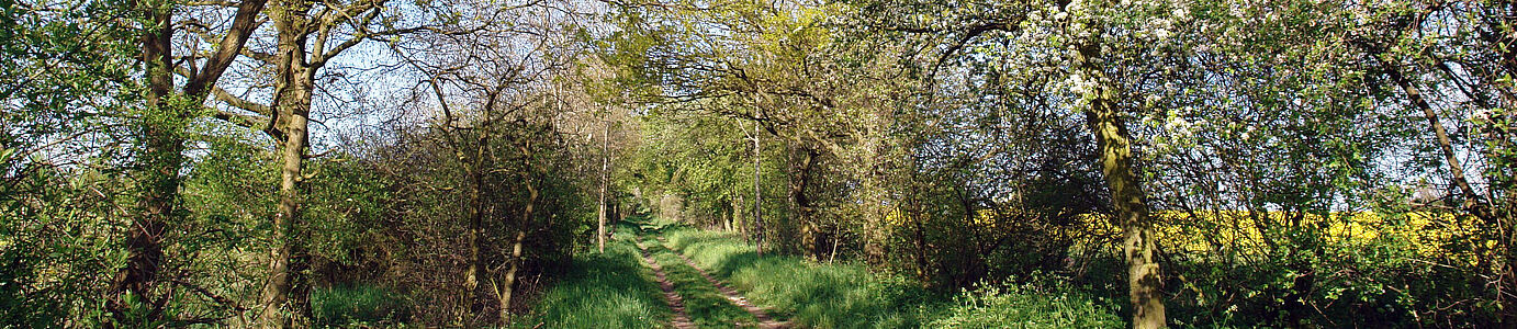 Dichte, blühende Büsche und Bäume säumen einen Feldweg. Blauer Himmel ist zu sehen.