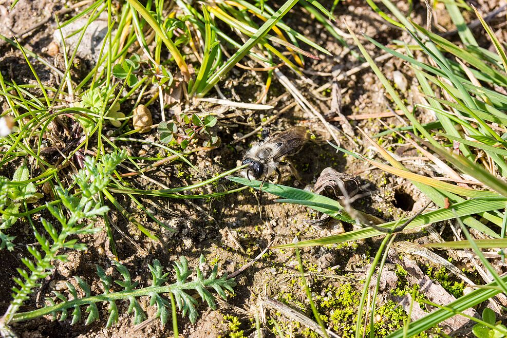 
	Weiden-Sandbienen (Andrena vaga) nisten auf JKI-Gelände Braunschweig Messeweg © J. Kaufmann/JKI
