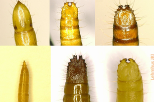 [Translate to Englisch:] Zu sehen: Sechs Hinterenden von Drahtwürmern. Einige laufen spitz zu, andere enden in einer Art sichelförmiger zange. Die Färbung ist unterschiedlich zwischen braun bis gelb.