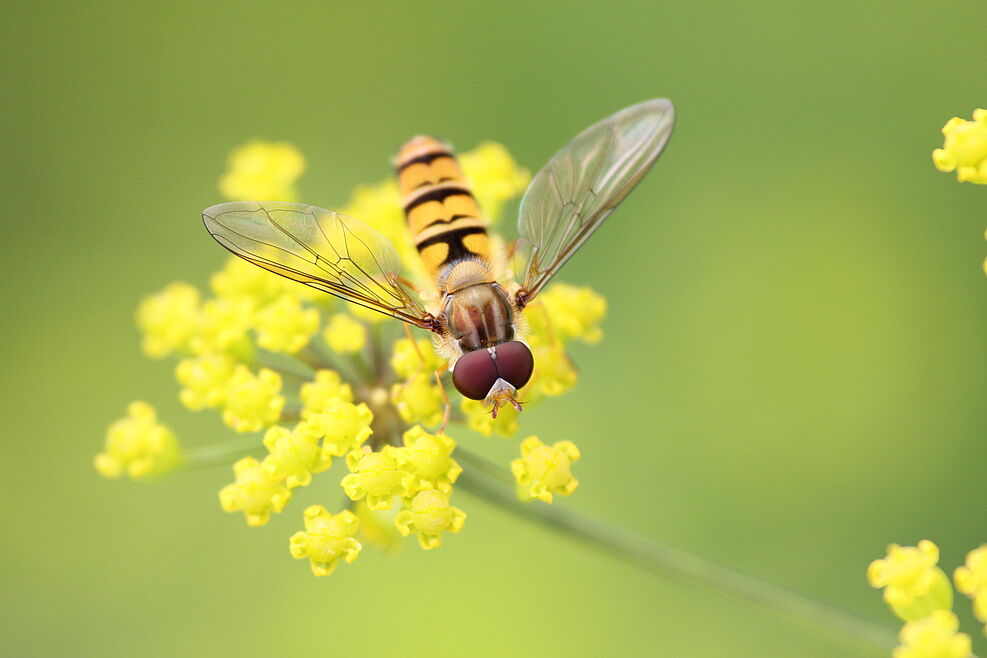 
	Schwebfliege auf filigraner, gelben Blüte. Hintergrund ist verschwommen.
