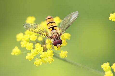 Schwebfliege auf filigraner, gelben Blüte. Hintergrund ist verschwommen.