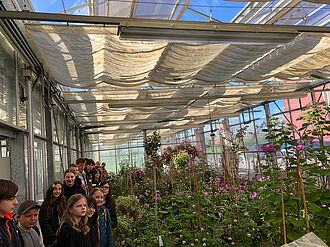 In den Gewächshäusern des JKI werden einige Besonderheiten erhalten, hier etwa eine Sammlung von Duftperlargonienarten als Teil der Deutschen Genbank Zierpflanzen. © S. Hahn/JKI