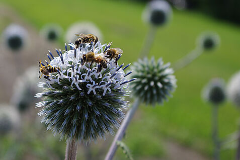 "Bestäuber auf Distel"