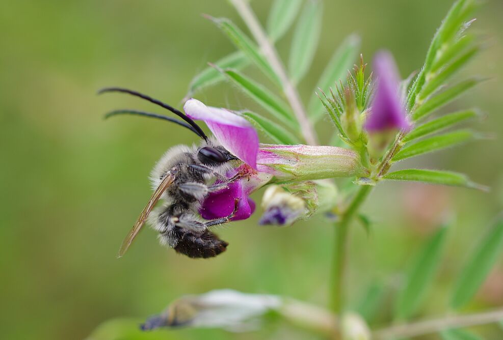 
	Nahaufnahme: Wildbiene hängt an zarter pink-lilaner Blüte. Schmale, gefiederte Blätter sind zu erkennen.
