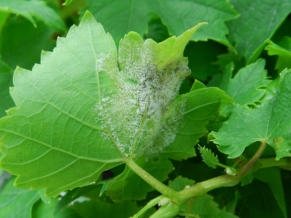 
	Pilzrasen des Falschen Mehltaus an Unterseite eines Weinblattes. © M. Grünwald/JKI
