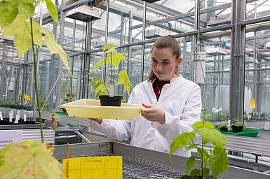 Pflanzen im Gewächshaus auf Symptome einer Virusinfektion zu untersuchen könnte eine deiner Praktikumsaufgaben am JKI sein.
