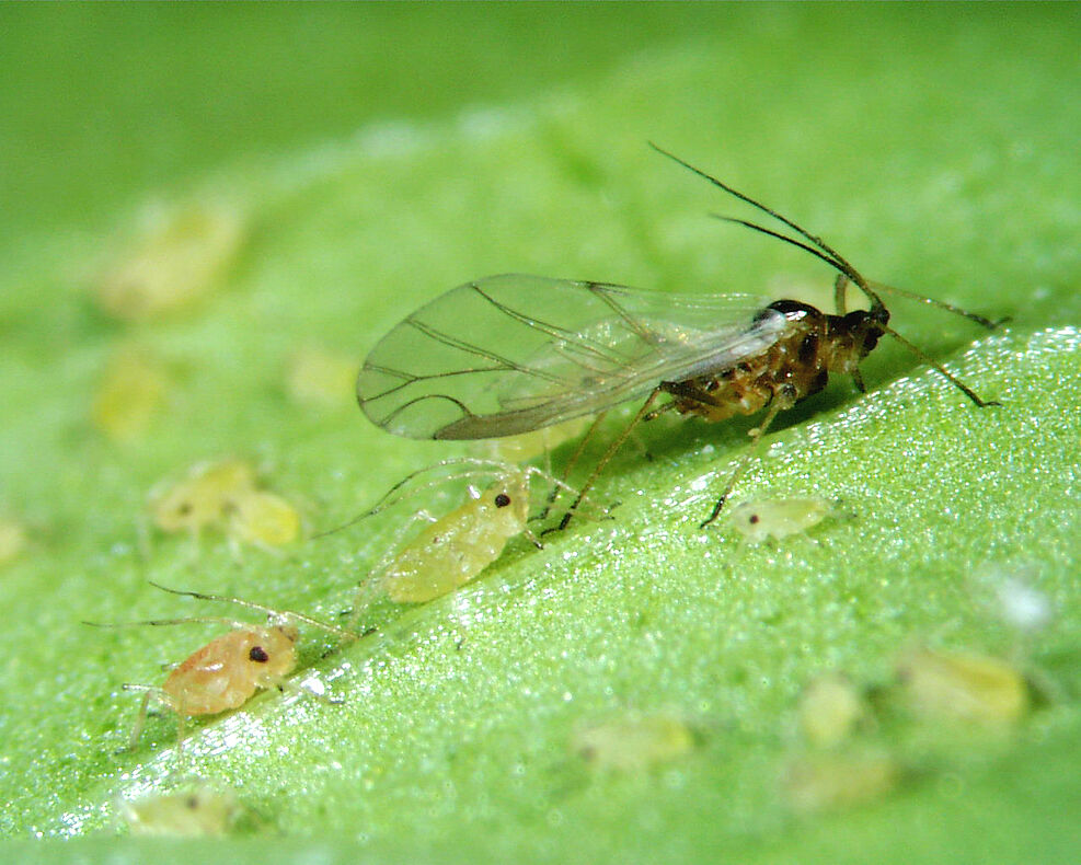 
	Die Grüne Pfirsichblattlaus (Myzus persicae) schädigt die Rübenpflanzen zwar kaum durch ihre Saugaktivität, jedoch übertragen die Insekten über ihren Speichel den Rübenvergilbungsvirus - dieser kann zu deutlichen Ertragsverlusten in der Kultur führen. ©JKI
