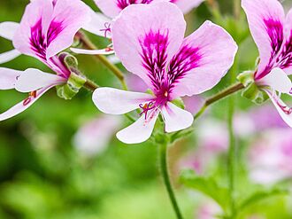 Pelargonien des Teilnetzwerks Pelargonium der Deutschen Genbank Zierpflanzen stehen im Gewächshaus des JKI in Quedlinburg.