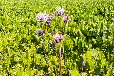 Eine Honigbiene sammelt den Nektar einer Ackerkratzdistel auf einem Zuckerrübenfeld. Über blühende Unkräuter könnten Wirkstoffe aus der Beizung von Zuckerrübensaatgut von Bestäubern aufgenommen werden. ©Richard Odemer/JKI