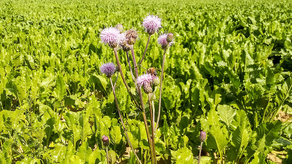 
	Eine Honigbiene sammelt den Nektar einer Ackerkratzdistel auf einem Zuckerrübenfeld. Über blühende Unkräuter könnten Wirkstoffe aus der Beizung von Zuckerrübensaatgut von Bestäubern aufgenommen werden. ©Richard Odemer/JKI
