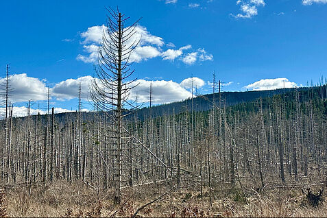 Abgestorbener Wald. © JKI/WS