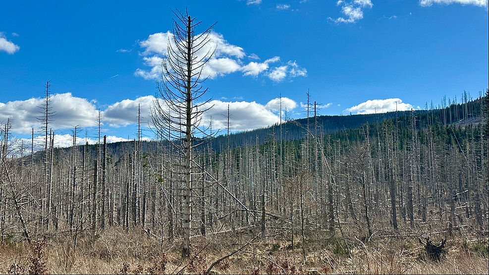 
	Abgestorbener Wald. © JKI/WS

