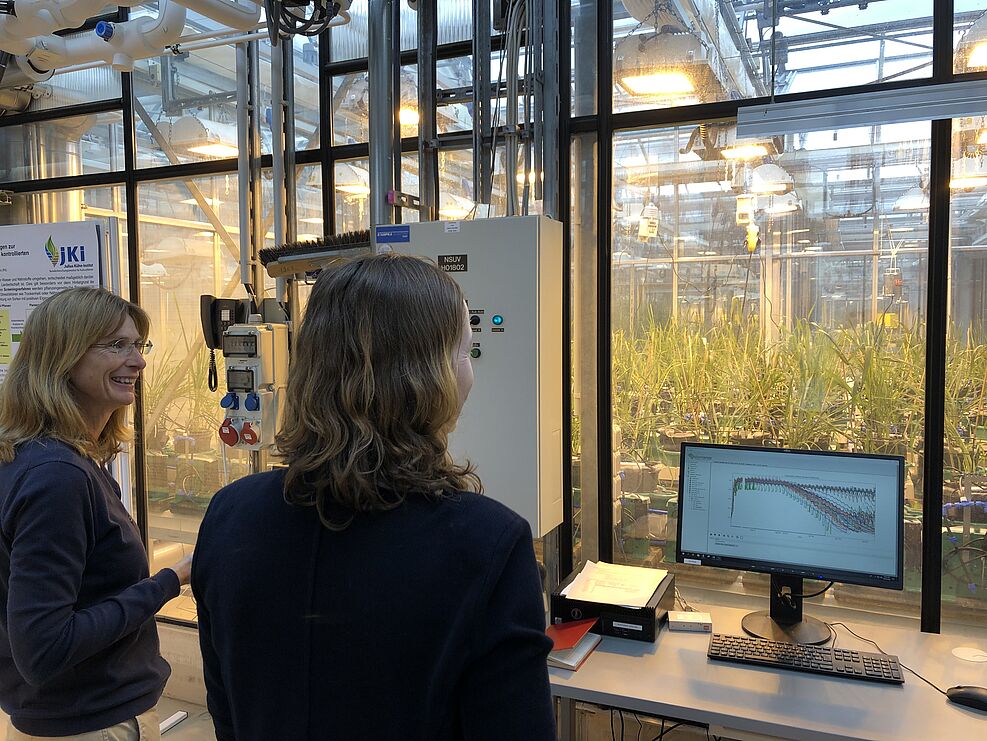 
	Mit der In der PlantArrayanlage wird Trockenstress simuliert, um Primingeffekte nachzuweisen. The PlantArray-facility is used to determine the effect priming has on drought-stress response of grains. © S. Hahn/JKI
