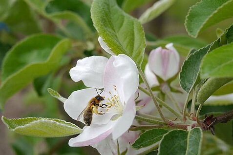 Biene an Apfelblüte