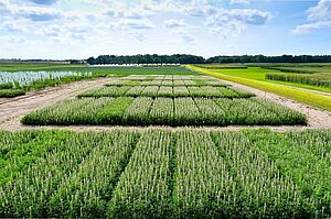 Versuchsparzellen mit Blauen Süßlupinen auf dem Groß Lüsewitzer Versuchsfeld des Julius Kühn-Instituts.