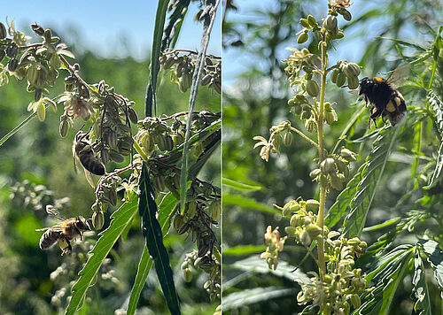 Blüten werden intensiv von Pollen sammelnden Insekten aufgesucht. © Laura Lewerenz/JKI