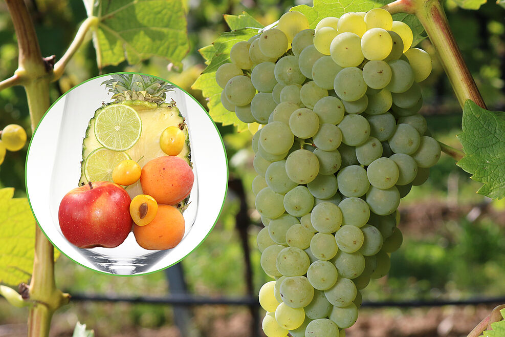 
	Calardis Soleil, Traube der JKI-Neuzüchtung am Rebstock. © J. Fuchs/JKI
